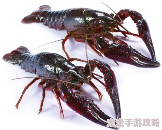 2025年缺氧游戏新手基地高效布局指南:热门策略与总览分享 2025年缺氧游戏新手基地高效布局指南:热门策略与总览分享