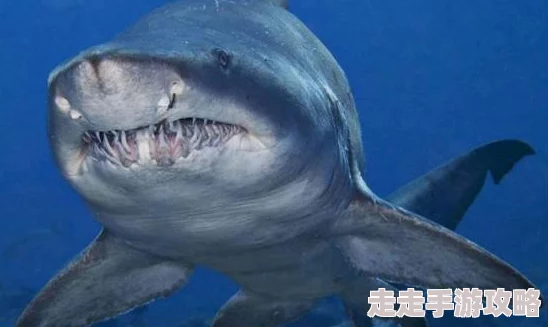 2025年泰拉瑞亚专家模式猪鲨高效打法技巧与热门装备推荐