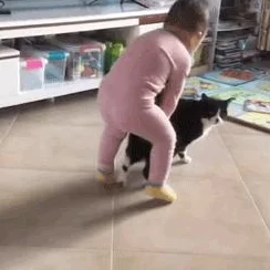 2025年泰拉瑞亚专家模式猪鲨高效打法技巧与热门装备推荐