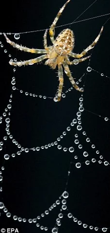 2025年妃蜘蛛弱点全揭秘,掌握对抗妃蜘蛛的最新策略 2025年妃蜘蛛弱点全揭秘,掌握对抗妃蜘蛛的最新策略